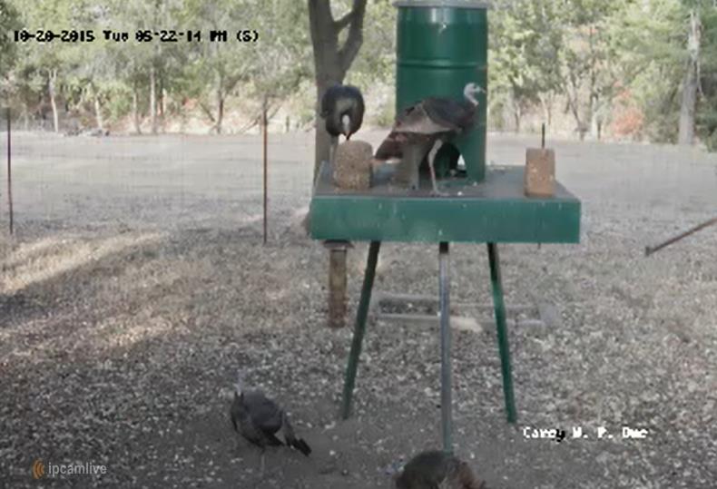 Live Video Feed of Wild Turkey Feeder Carey